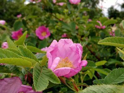 Почему возникают черные пятна на листьях роз: причины и способы борьбы - belnovosti.by