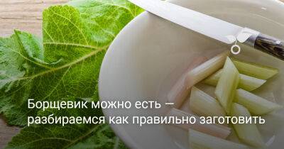 Борщевик можно есть — разбираемся как правильно заготовить? - botanichka.ru - Россия