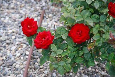 Как удобрить розы для пышного цветения: 5 лучших подкормок - belnovosti.by