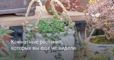 10 комнатных растений, которых вы еще не видели - botanichka.ru