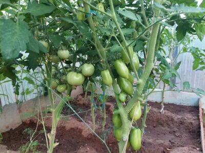 Как удвоить урожай томатов: 8 проверенных советов - belnovosti.by