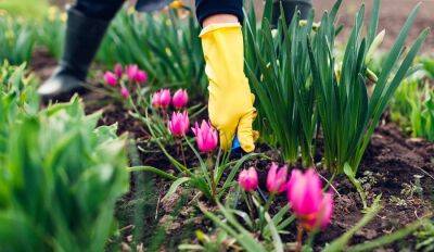 Как ухаживать за тюльпанами после цветения так, чтобы они снова зацвели в следующем году? - rus.delfi.lv