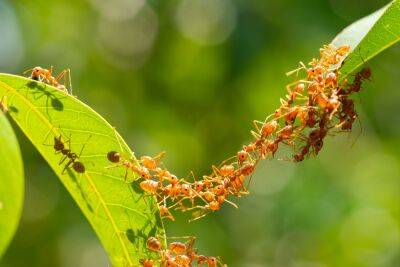 На грядках поселились муравьи – что делать? - ogorod.ru