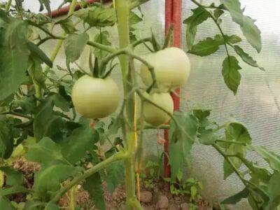 Не пожалеете, если положите в лунку это при посадке томатов: результат удивительный - belnovosti.by