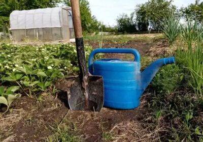 Чем поливать грядки на огороде, чтобы урожай собирать мешками и ведрами: лучше навоза и бесплатно - belnovosti.by