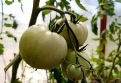 Удачная подкормка для томатов, чтобы выросли на зависть всем соседям: 3 наиболее лучших варианта - belnovosti.by