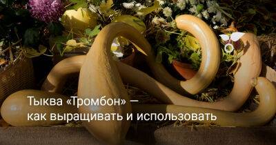 Тыква «Тромбон» — как выращивать и использовать? - botanichka.ru - Италия