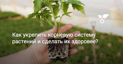 Как укрепить корневую систему растений и сделать их здоровее? - botanichka.ru