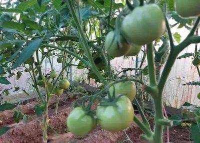 Китайский трюк выращивания рассады томатов – и все кусты с ног до головы в плодах: урожайность в 2-3 раза больше - belnovosti.by