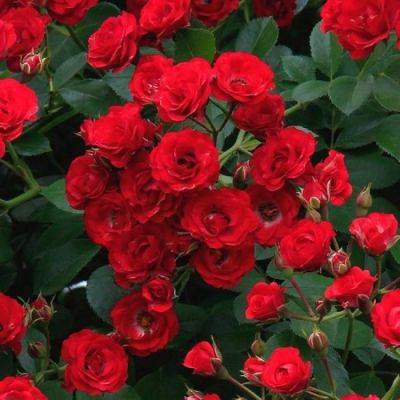 Роза почвопокровная Скарлет Мейяндекор (Scarlet Meillandecor): описание, фото, отзывы - fermilon.ru