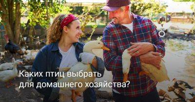 Каких птиц выбрать для домашнего хозяйства? - botanichka.ru