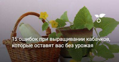 15 ошибок при выращивании кабачков, которые оставят вас без урожая - botanichka.ru