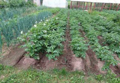 3 самых лучших дня в мае, когда можно успеть посадить картофель и перец: для растений большая удача - belnovosti.by