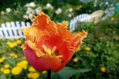 Что делать с тюльпанами после цветения: не упустите один важный момент - belnovosti.by