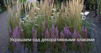 Украшаем сад декоративными злаками - botanichka.ru