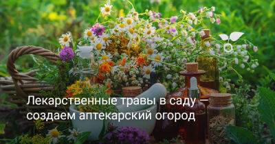 Лекарственные травы в саду — создаем аптекарский огород - botanichka.ru