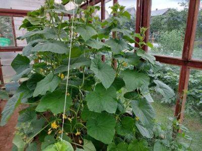 Чем подкормить огурцы, чтобы собрать урожай в 2 раза больше соседского: копеечное средство - belnovosti.by
