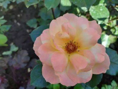 Дэвид Остин - Как добиться обильного цветения роз все лето: 5 простых советов - belnovosti.by