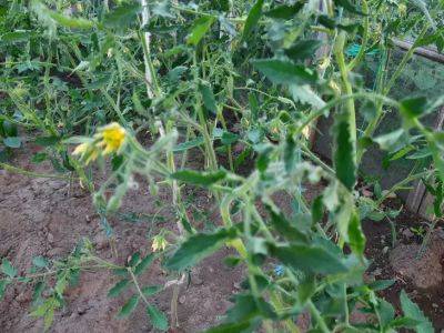 Удвойте урожай помидоров: поможет копеечное средство, которое есть в любом магазине - belnovosti.by