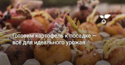 Готовим картофель к посадке — всё для идеального урожая - botanichka.ru