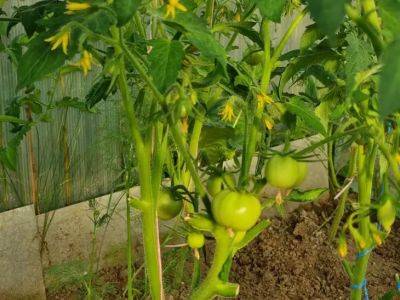 Почему томаты «жируют»: из-за этой ошибки крупной растет только листва - belnovosti.by