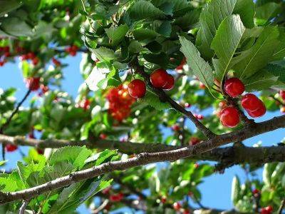 Ветки вишни будут гнуться под тяжестью ягод: какое удобрение нужно внести в мае-июне - belnovosti.by