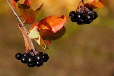 Почему у ягод черноплодной рябины вяжущий вкус: одна хитрость сделает их вкуснее - belnovosti.by