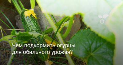 Чем подкормить огурцы для обильного урожая? - botanichka.ru