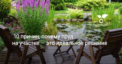 10 причин, почему пруд на участке — это идеальное решение - botanichka.ru