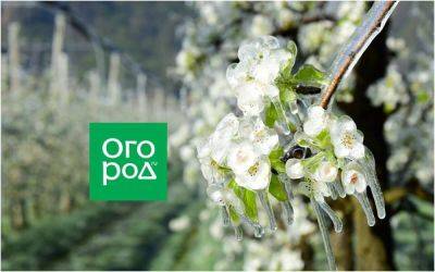 Цветущий сад попал под заморозок – будут ли плоды? - ogorod.ru