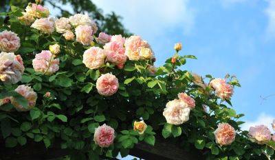 Королевские цветы: 11 сортов роз, которые украсят ваш сад - rus.delfi.lv