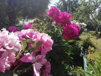 Почему не цветут пионы: что нужно обязательно сделать с кустами в мае-июне - belnovosti.by