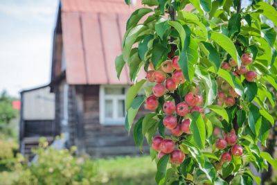 Посадили колонновидную яблоню: как ухаживать дальше? - ogorod.ru
