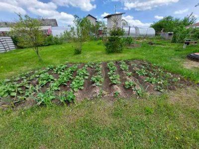 Как избавиться от майского жука на огороде навсегда: полезные советы от опытных садоводов - belnovosti.by