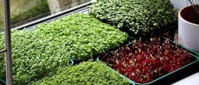 Вырастить микрозелень в домашних условиях: описание и советы по проращиванию. - vusadebke.com