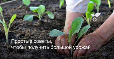 Простые советы, чтобы получить большой урожай - botanichka.ru