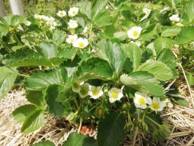 Чем подкормить клубнику во время цветения: урожай на зависть соседям - belnovosti.by