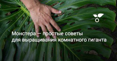 Монстера — простые советы для выращивания комнатного гиганта - botanichka.ru