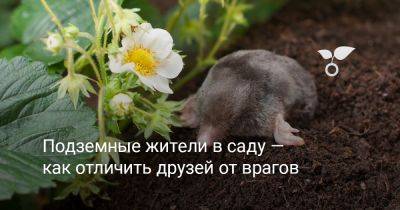 Подземные жители в саду — как отличить друзей от врагов? - botanichka.ru
