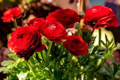 10 цветов, похожих на розы, но куда проще в уходе - ogorod.ru