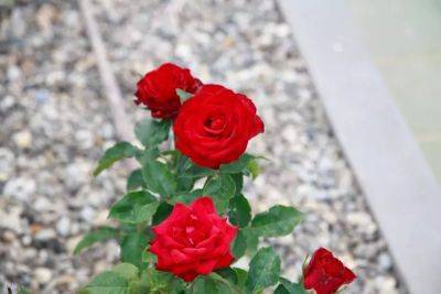 Почему у розы скручиваются листья: 5 причин - belnovosti.by