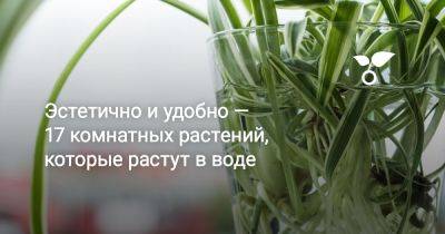 17 комнатных растений, которые растут в воде — для стильных интерьеров - botanichka.ru