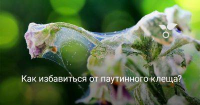 Как избавиться от паутинного клеща? - botanichka.ru