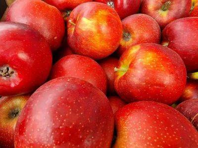 Чем подкормить яблоню в начале июня: плоды вырастут как на картинке - belnovosti.by