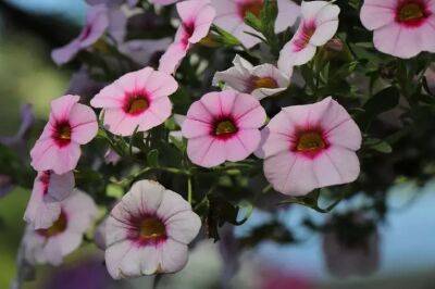 Анастасия Коврижных - Какое растение цветоводы называют «младшей сестрой петунии»: этот цветок влюбит вас в себя - belnovosti.by