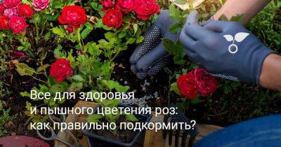 Всё для здоровья и пышного цветения роз — как правильно подкормить? - botanichka.ru