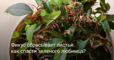 Фикус сбрасывает листья — как спасти зеленого любимца? - botanichka.ru