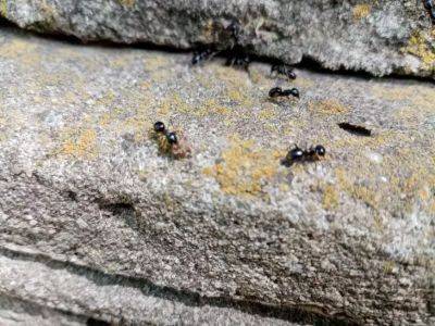 Этот метод одним махом прогонит целую колонию муравьев: понадобится спичечный коробок - belnovosti.by