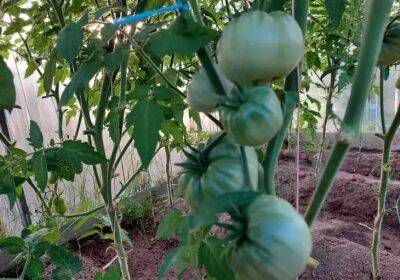 Всего 1 ложка в лунку при посадке томатов – и не пожалеете: урожаем завалит - belnovosti.by