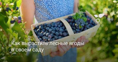 Как вырастить лесные ягоды в своем саду - botanichka.ru
